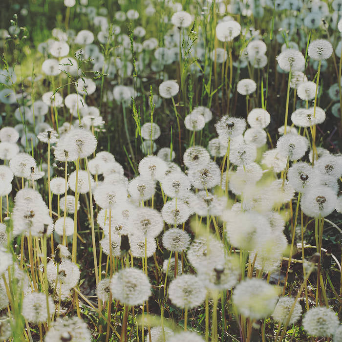 Irma - Del nostro scontento - Vinyl